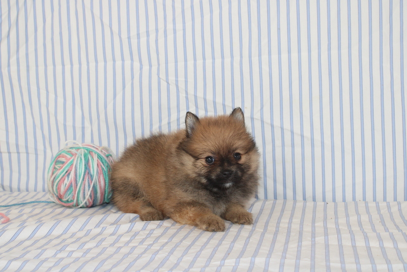 puppy, for, sale, Pomeranian, Matthew B. Stoltzfus, dog, breeder, Gap, PA, dog-breeder, puppy-for-sale, forsale, nearby, find, puppyfind, locator, puppylocator, aca